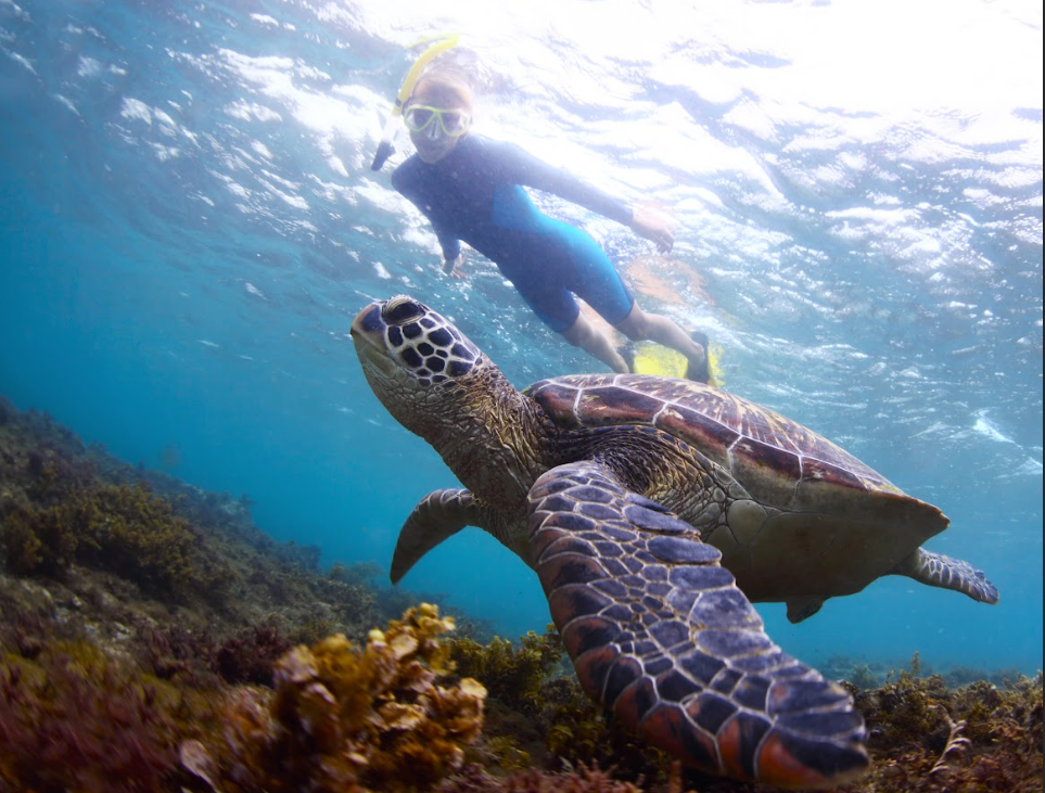 Snorkel Kealakekua Bay, Dolphin Reef and Captain Cook