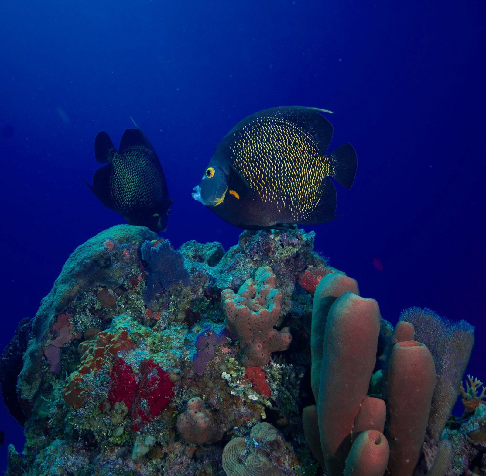 Certified Diver Reef Adventure – Explore the Pristine Mesoamerican Reef