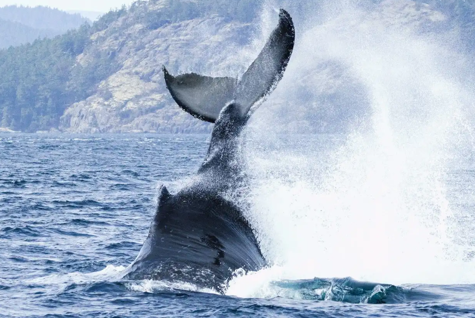 Whale Watching in Victoria by Covered Boat