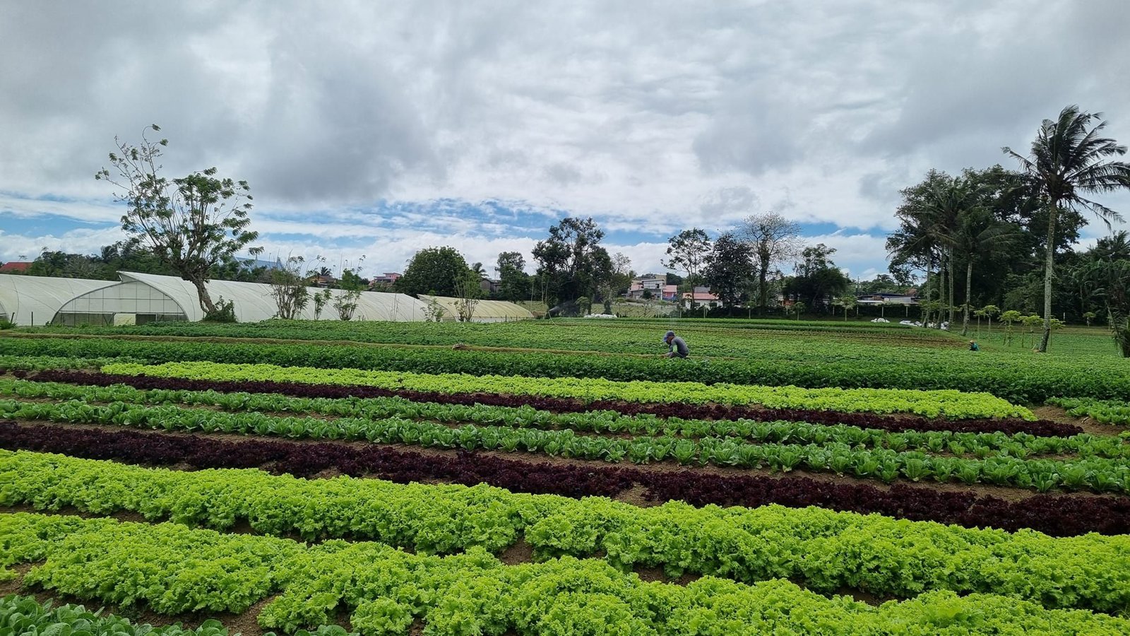 Private Tagaytay Panorama Escape: Farm, Art and Volcano Views Tour
