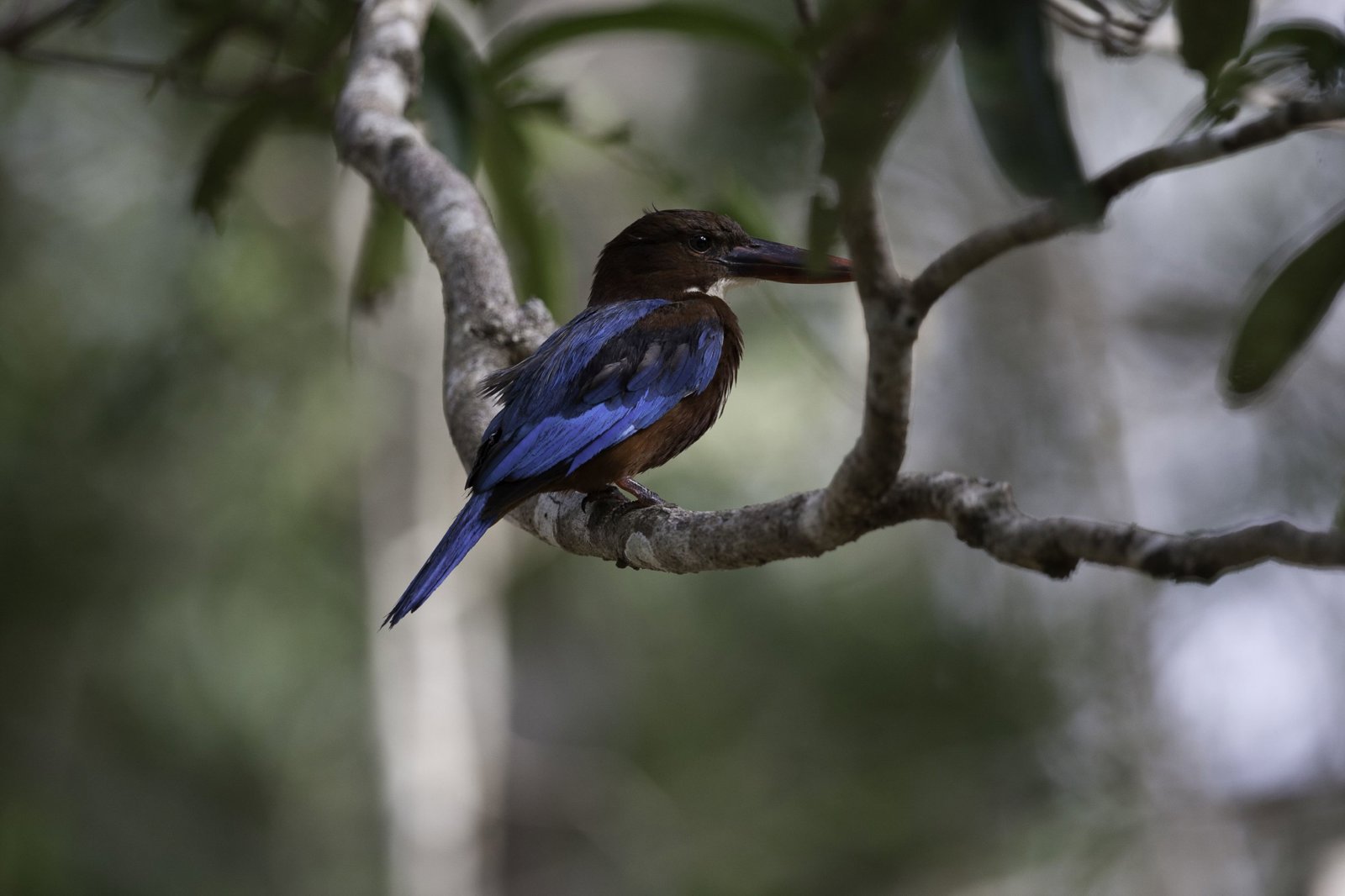 The Best of Hambantota: Exclusive Small Group Yala National Park