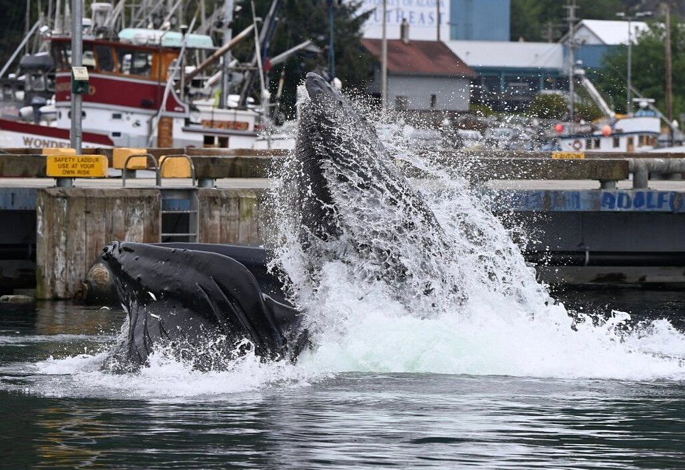 Discover Wildlife Viewing and Whale Watching