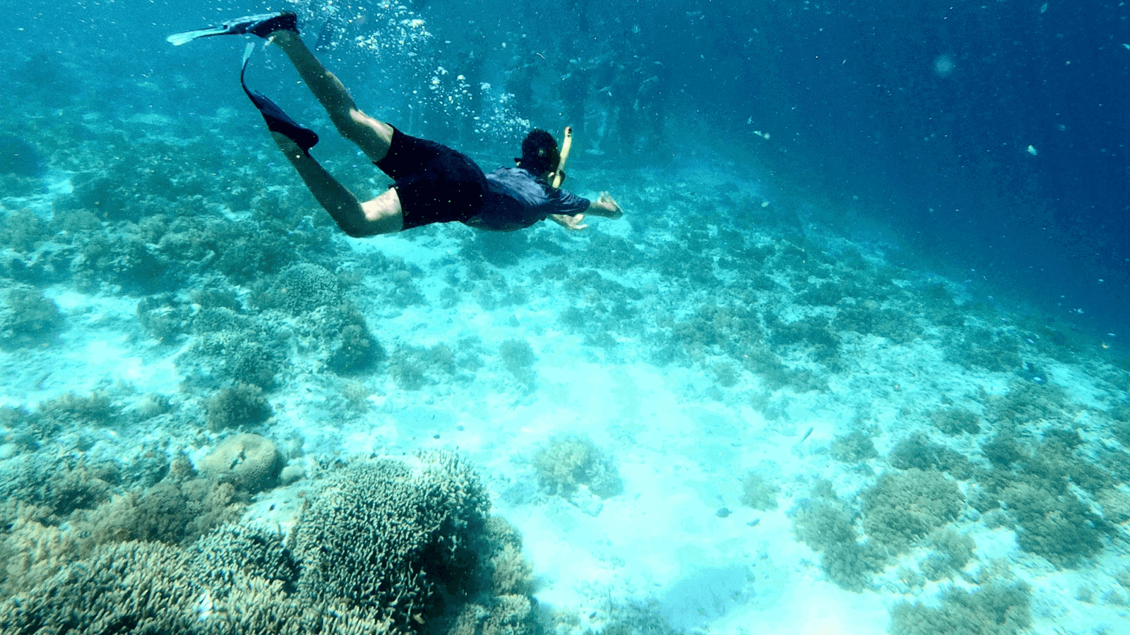 Snorkelers Cove Express Tour
