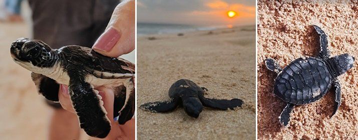 Private Tour Coastal Chronicles: Capturing Sri Lankas Heritage and Nature Plus Lunch