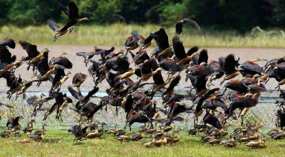 Private Bundala Safari Luxury Jeep Tour 
