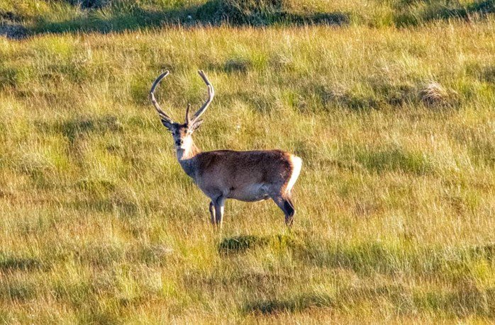 Private Tour - Lochs, Glens and Castles