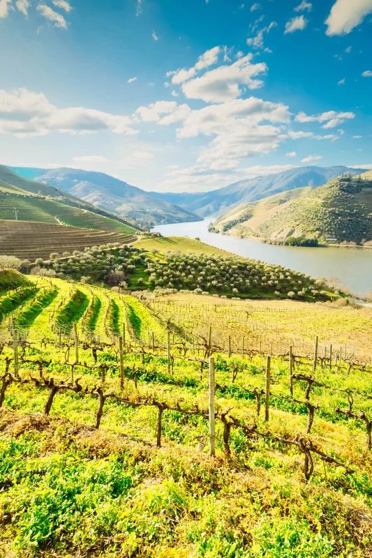 Private Full-Day Douro Valley Tour: Wine, Landscapes and Heritage