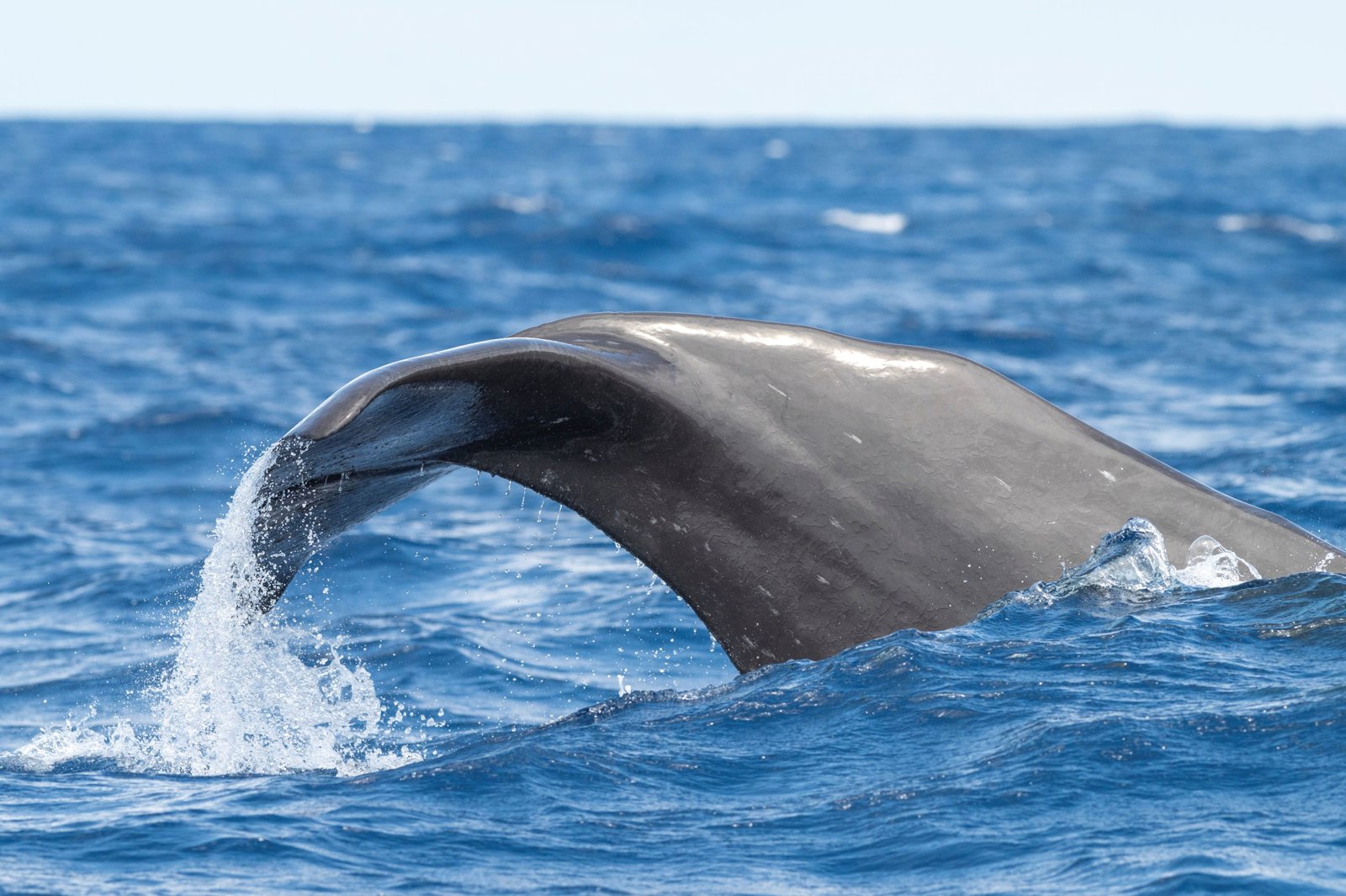 Atlantic Catamaran Tour: Whale and Dolphin Viewing 