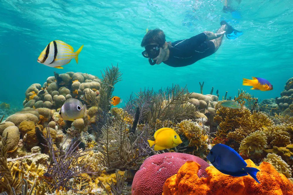 Early Bird Reef Snorkel and Sail with Breakfast, Mimosas and Beer!