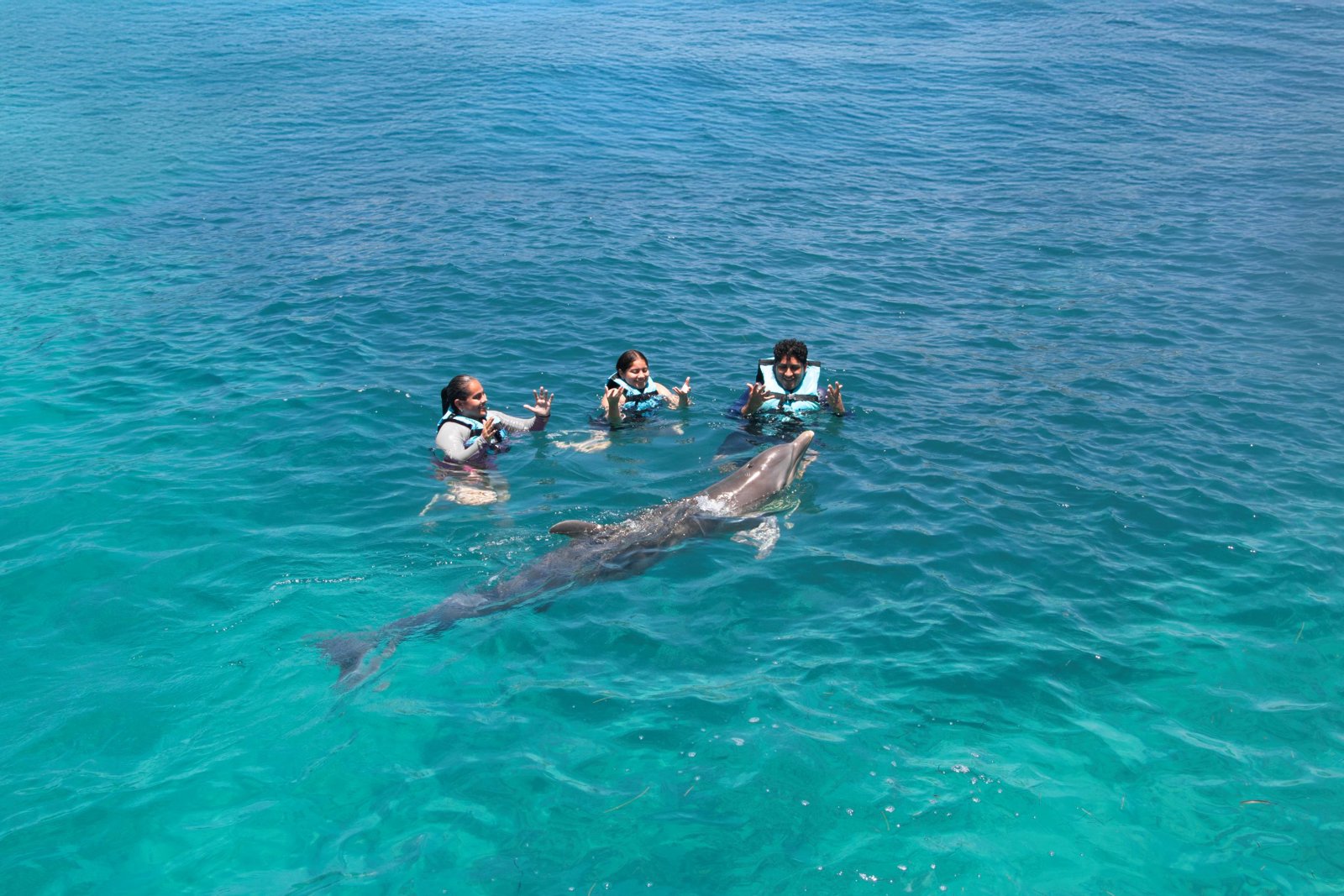 Swim with the Dolphins - The Swim Adventure