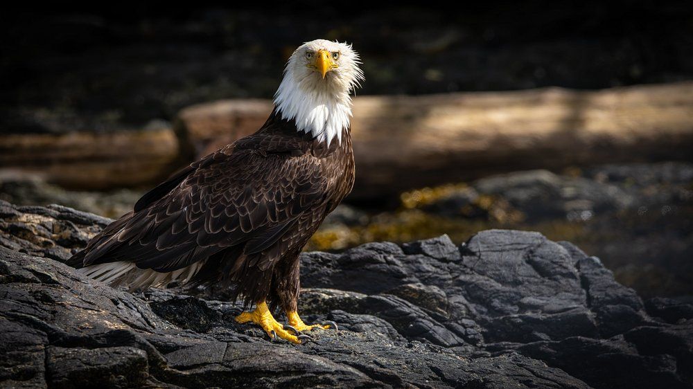 Discover Wildlife Viewing and Whale Watching