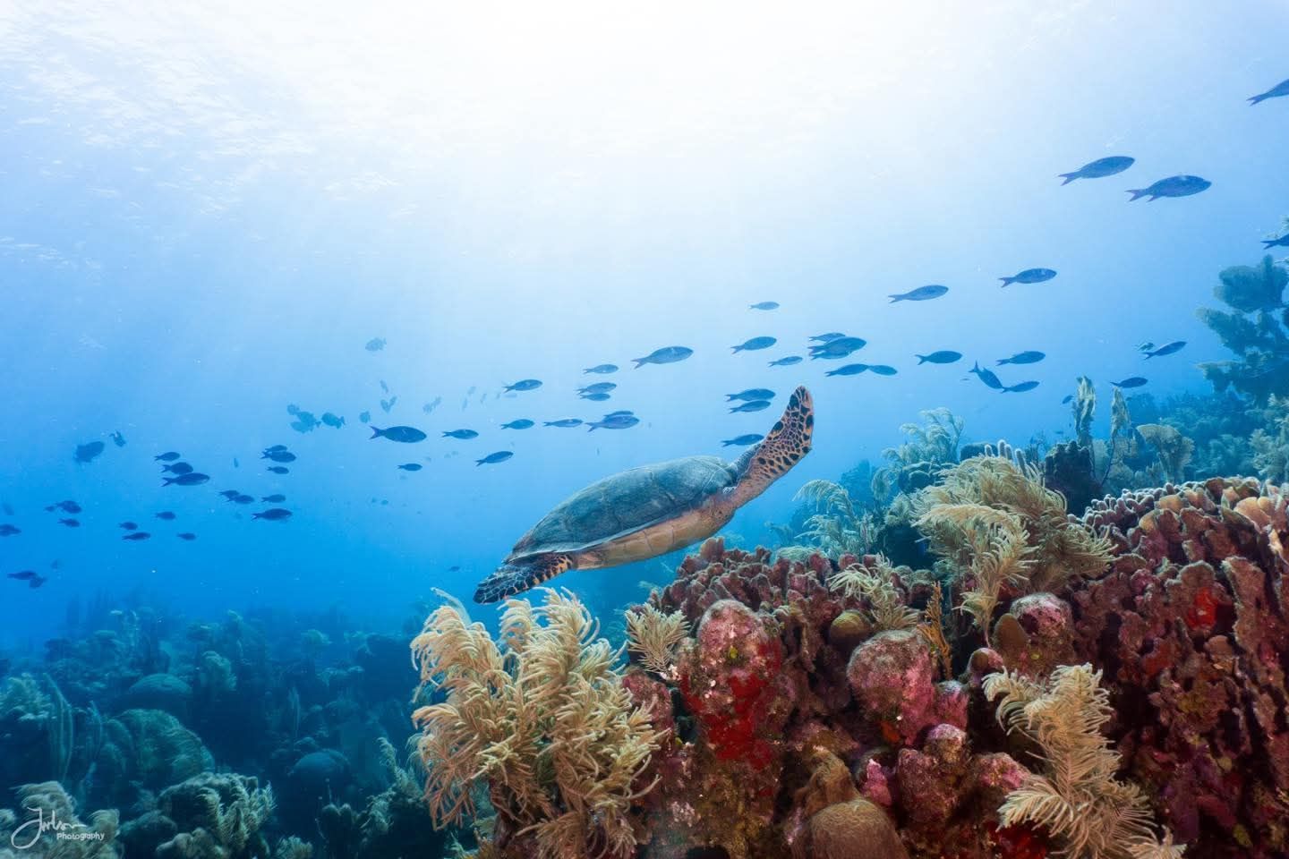 French Cay Clear Boat and Snorkeling Adventure