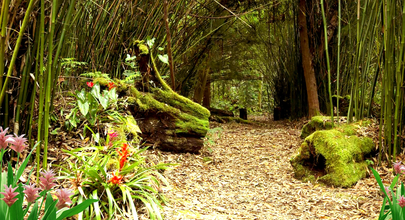 Kona Nature and Culture Tour: Cloud Forest, Coffee Tasting and Turtle Spotting