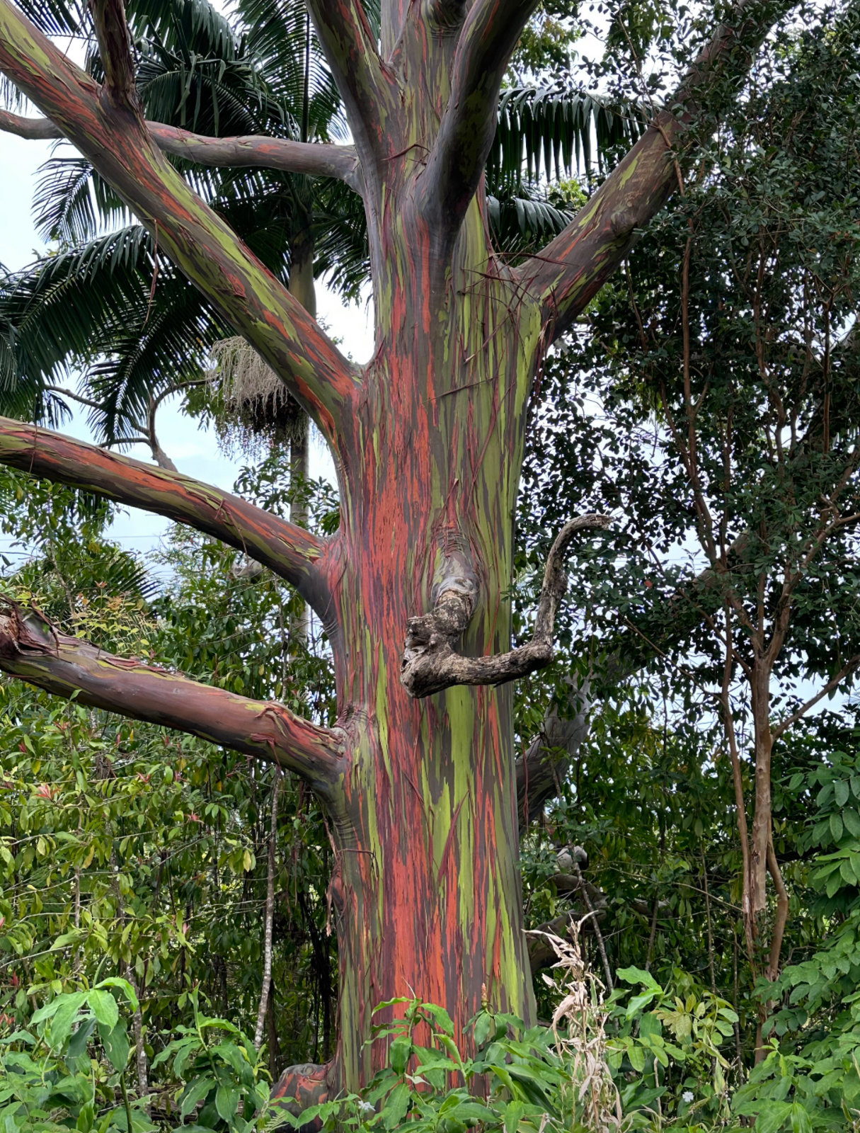 The Ultimate Road to Hana Experience – Waterfalls, Black Sand Beach and Turtles