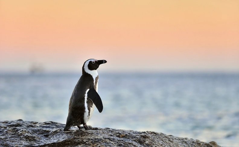 Christchurch City Discovery Tour plus the International Antarctic Center