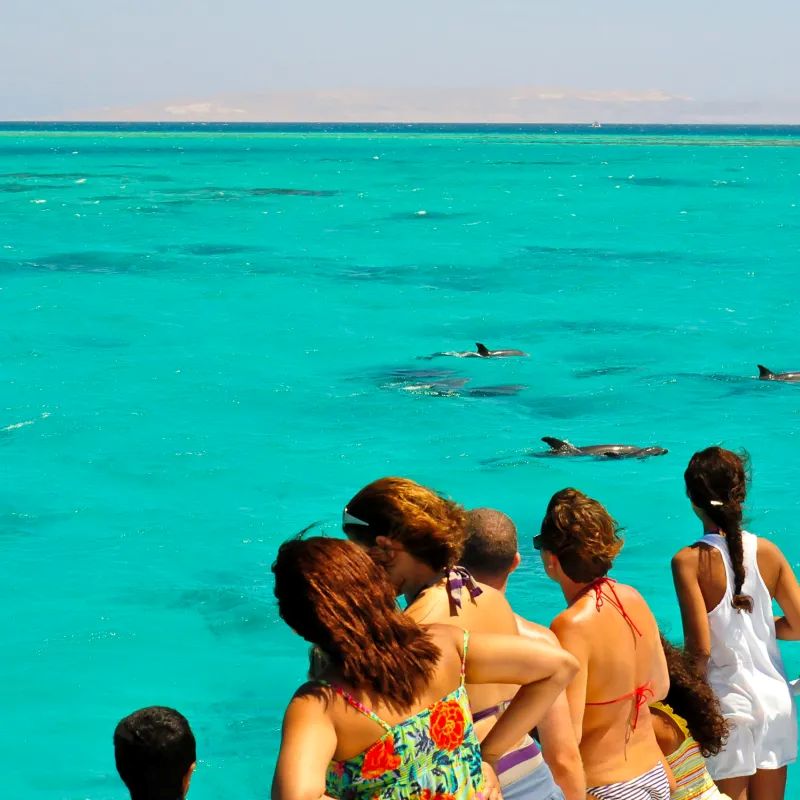 Key West Dolphin Playground and Sandbar Escape