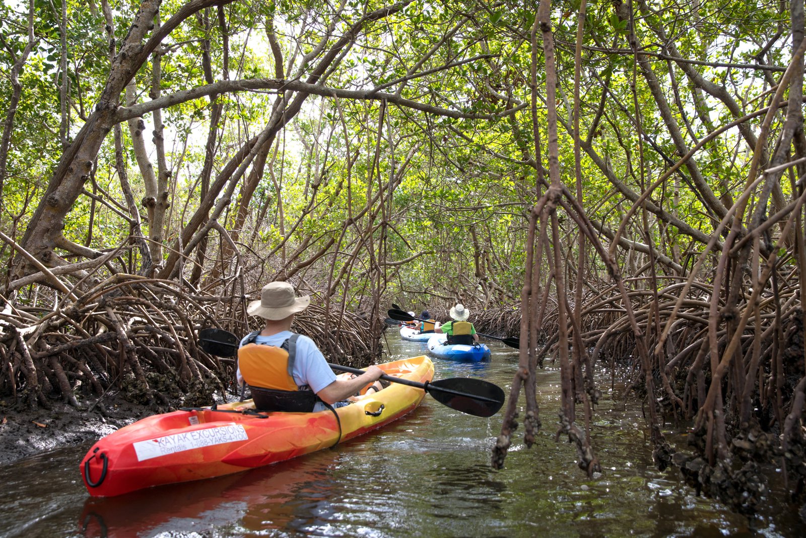 Ultimate Everglades Experience: Kayak, Walk, and Discover With Lunch