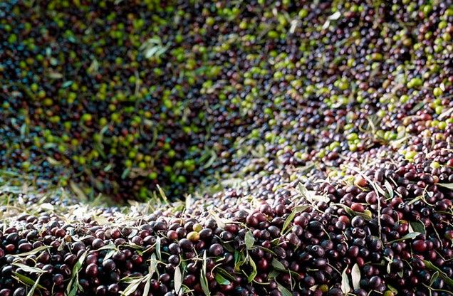 Private Golden Routes of Argolis: Olive Oil, Epidaurus and Timeless Landscapes