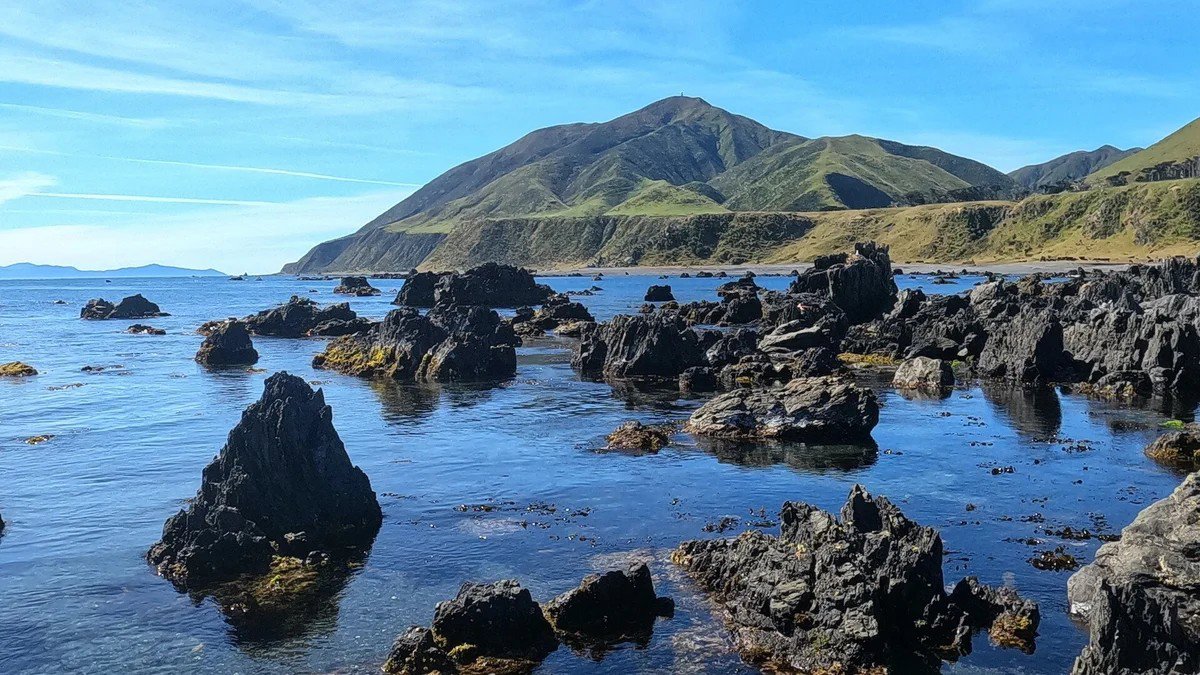 Seals and Sightseeing Tour