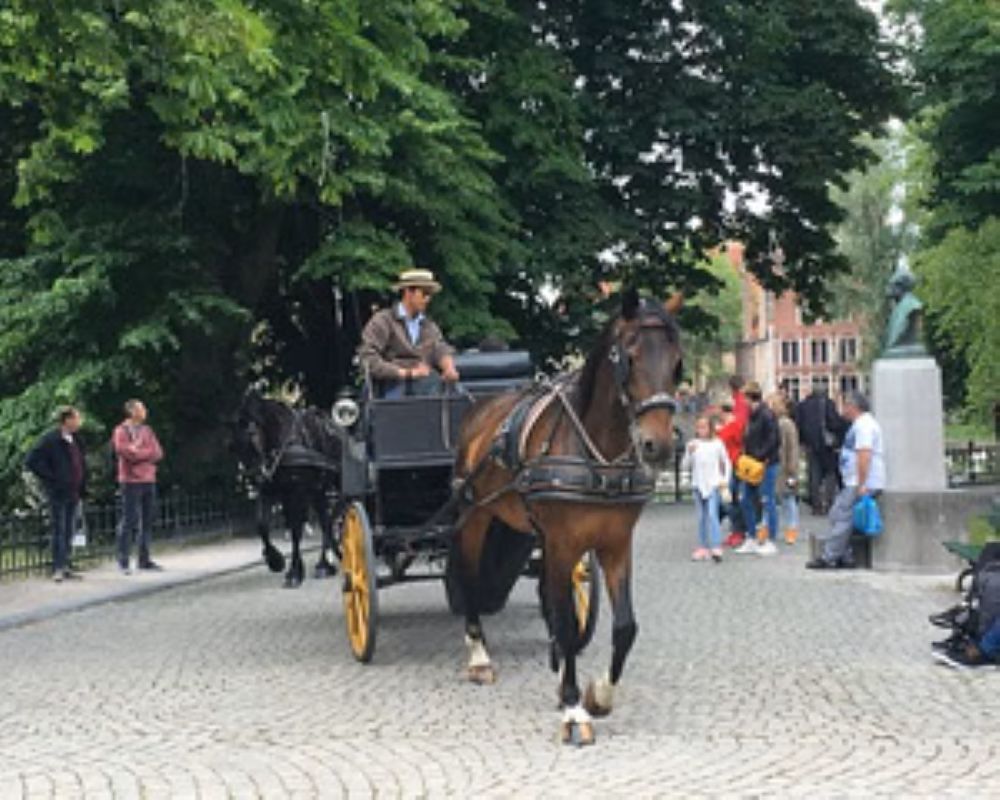 Zeebrugge to Bruges-Flexible Round-Trip Transfer