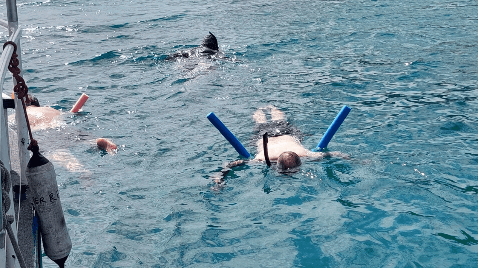 Snorkelers Cove Express Tour