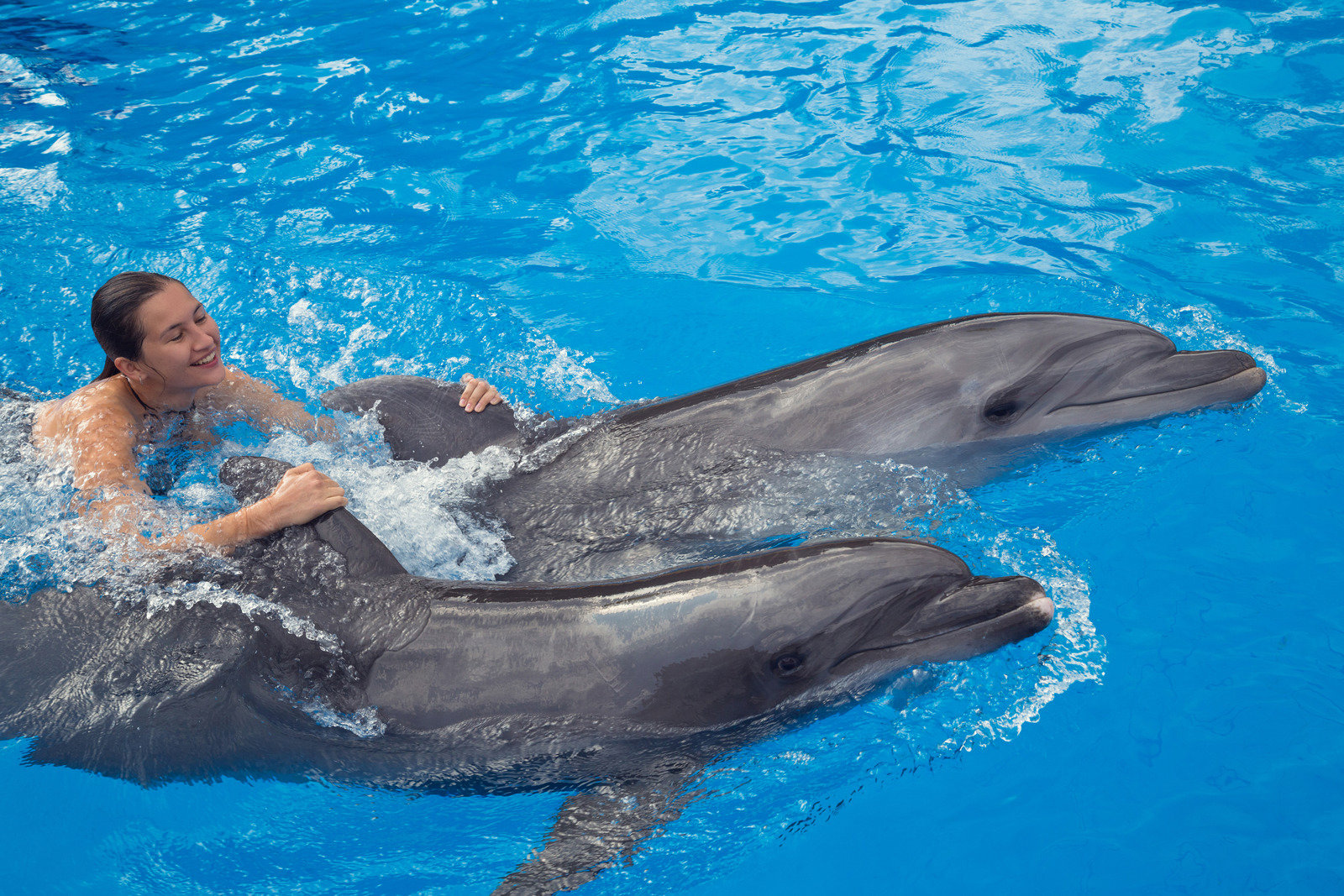 Swim With the Dolphins in Montego Bay - The Royal Swim