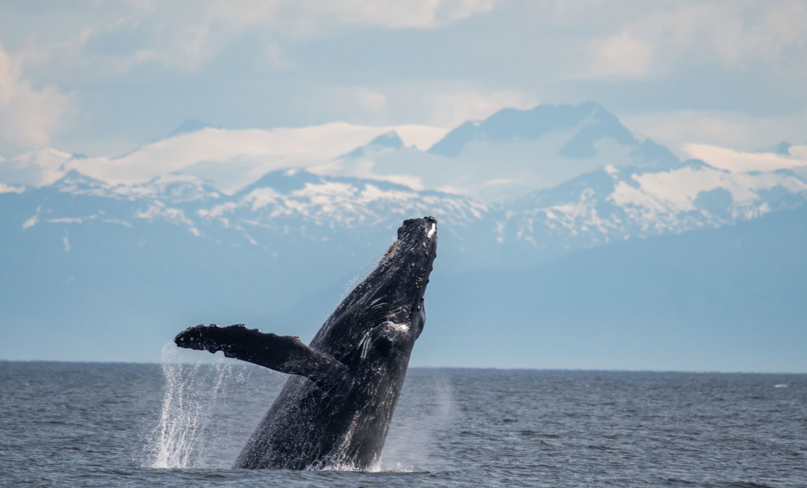 Whales and Lighthouse Adventure
