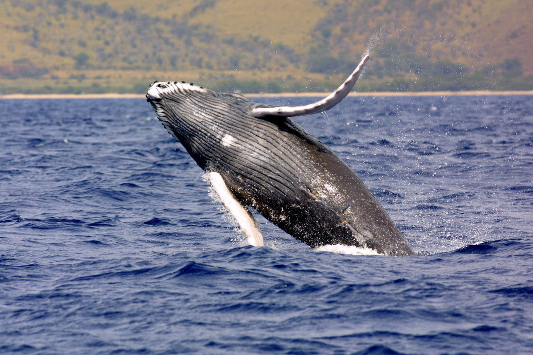 Hilos Hamakua Coast Seasonal Whale Watching