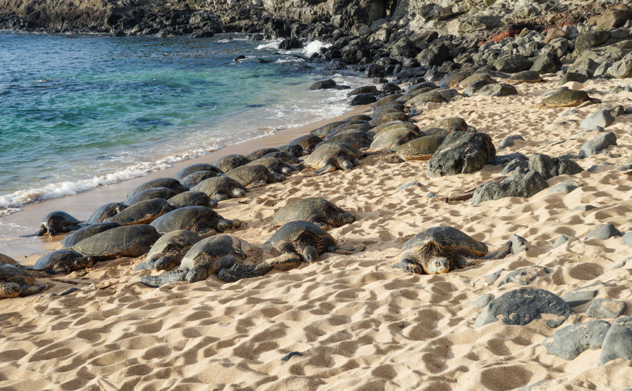 Private Maui Highlights Tour