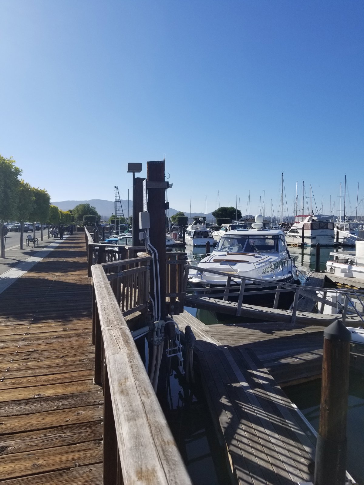 Discovering Muir Woods and Sausalito Tour