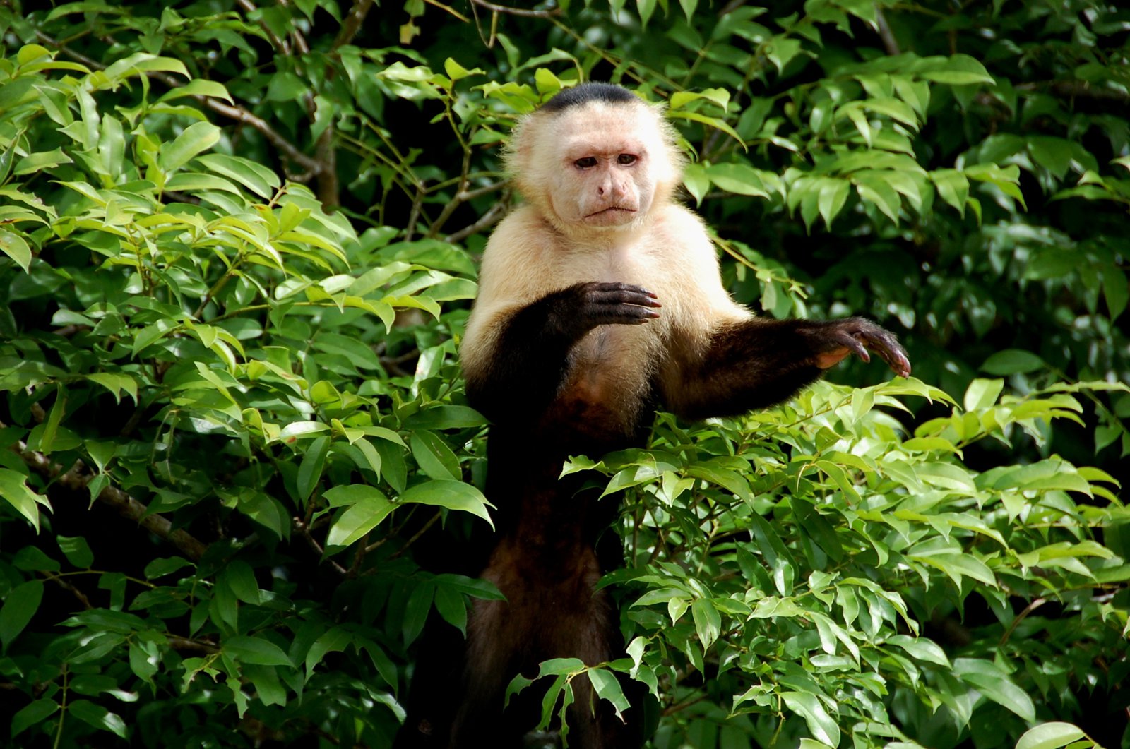 Adventure to Monkey Island