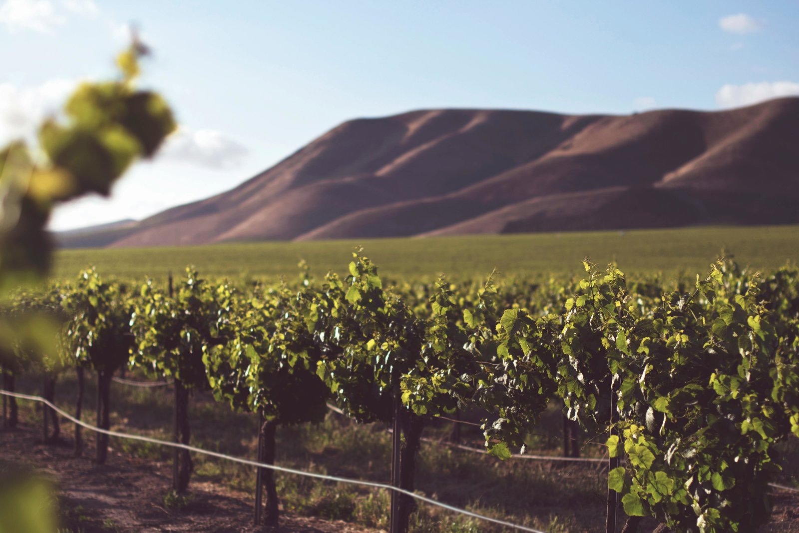 Private Segesta Discovery and Wine Tasting