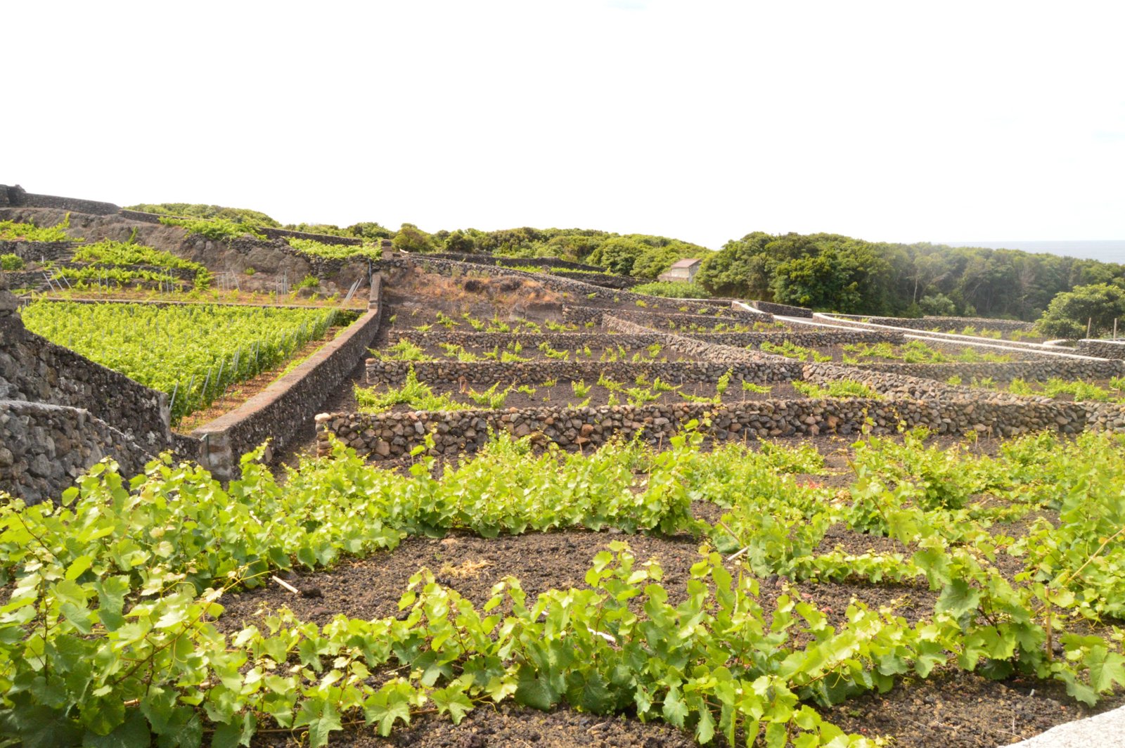 Explore the Volcanic Wonders of Terceira Island