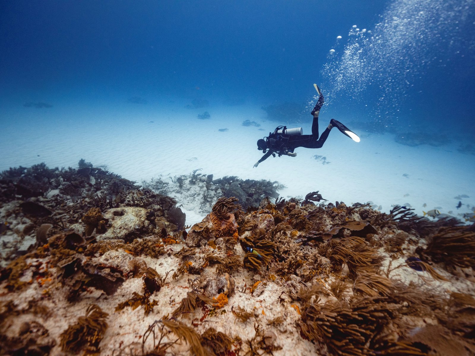 Discover Scuba Diving on the Mesoamerican Reef – The Perfect First Dive Adventure