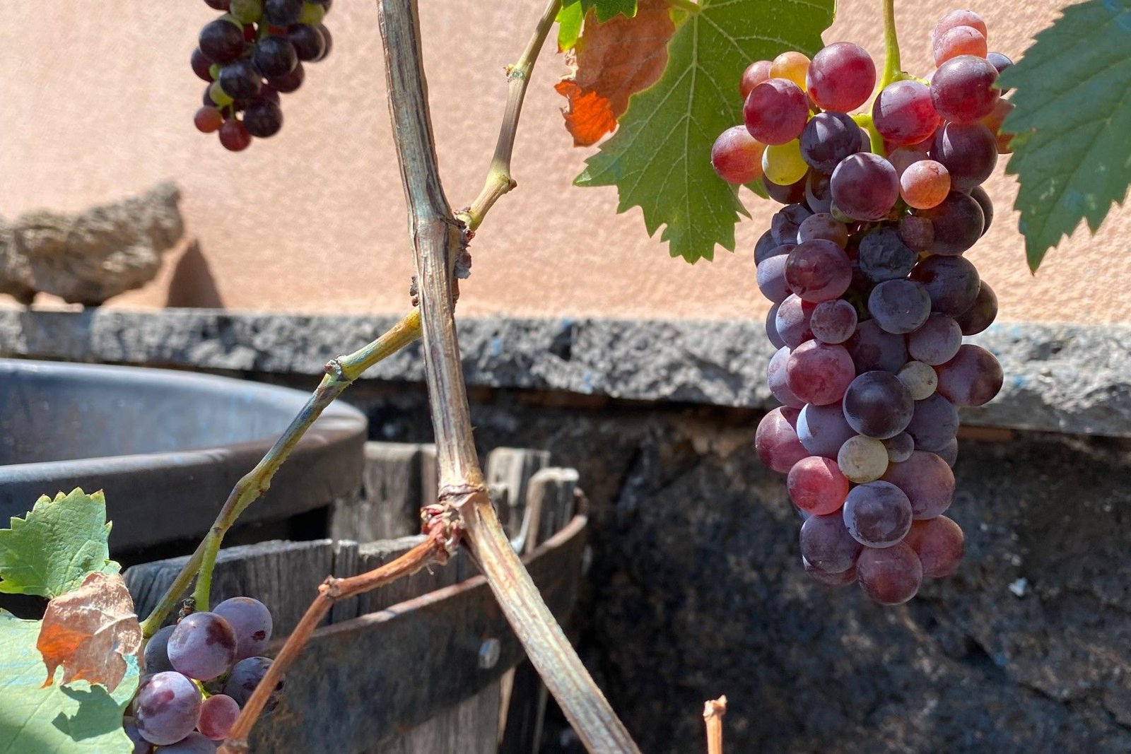 Taormina to Etna: Wine, Views and Volcanic Flavors of Eastern Sicily