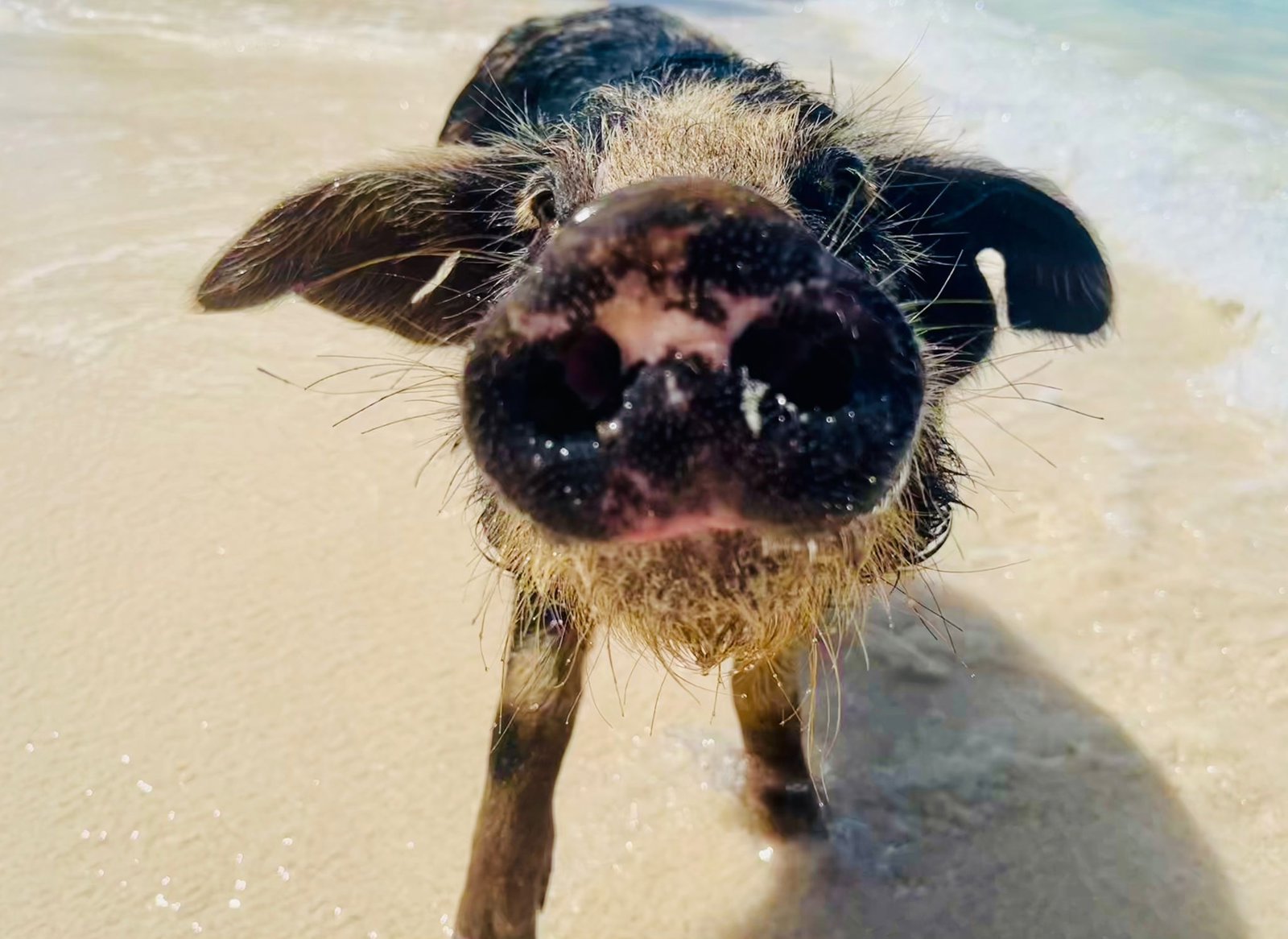 Swim With The Pigs and Island Escape with Bahamian Lunch
