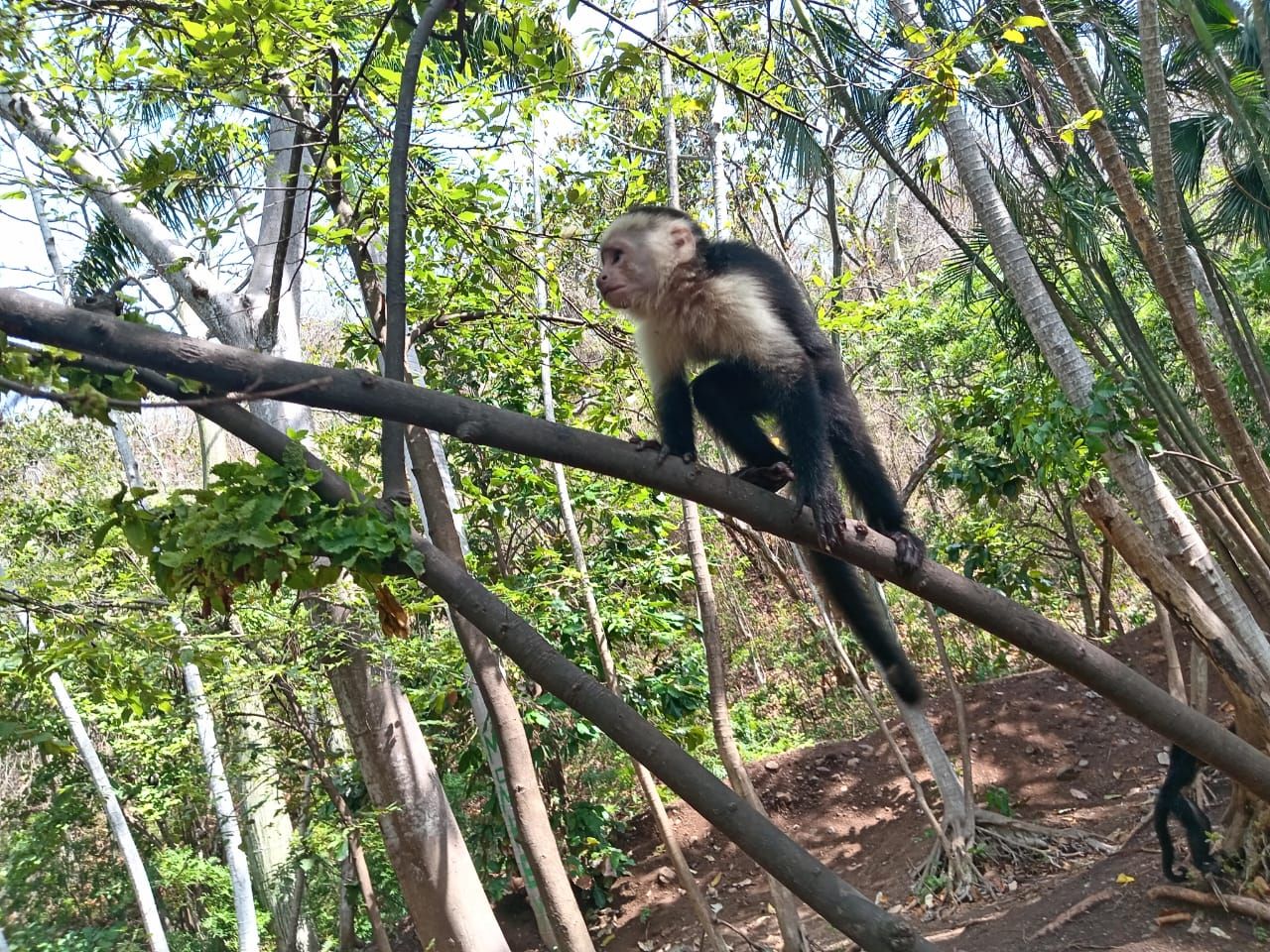 Monkey Encounter and Beach Break