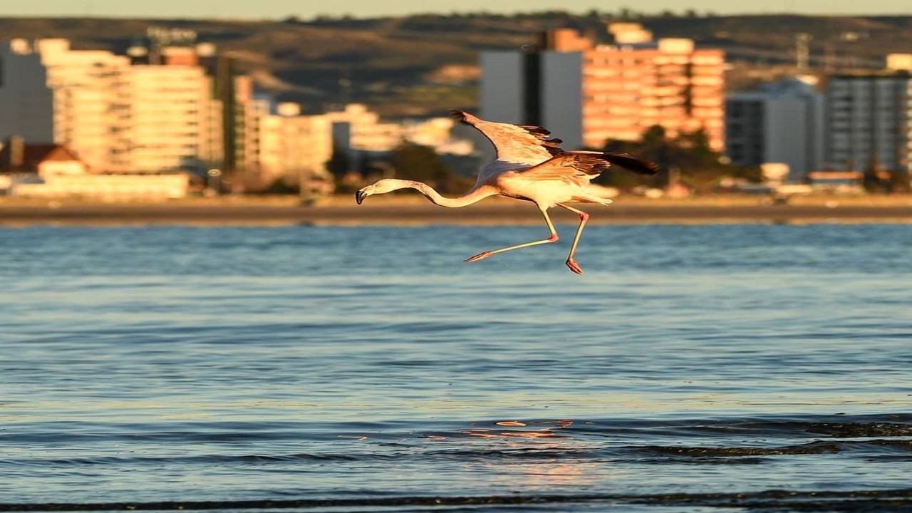 Puerto Madryn City Highlights and Punta Loma Sea Lion Reserve