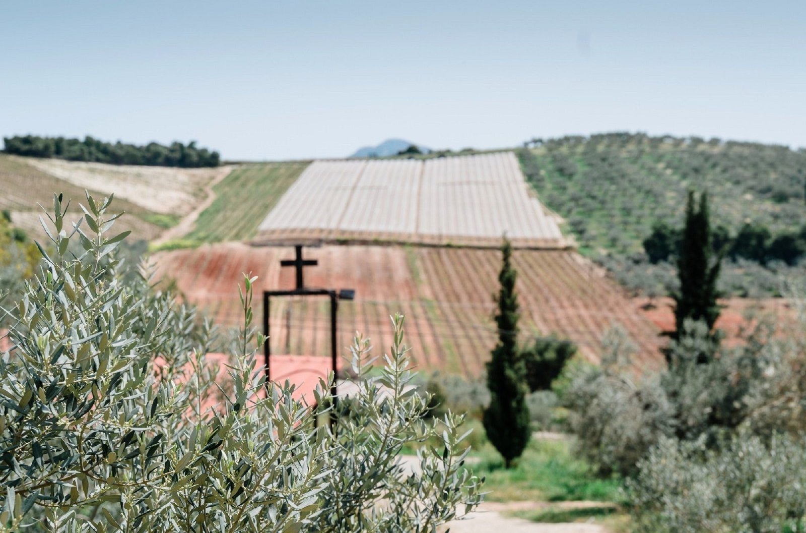 Olive Trails and Tranquility: A Nafplio Small Group Journey
