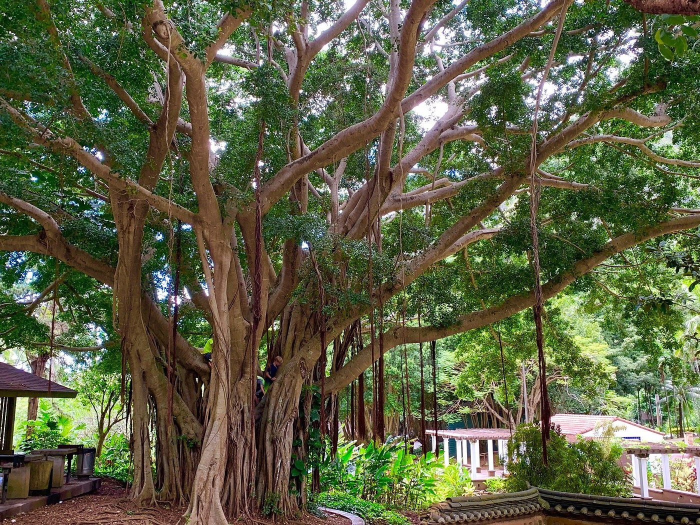 Maui’s Cultural Journey: A Shuttle Through Time