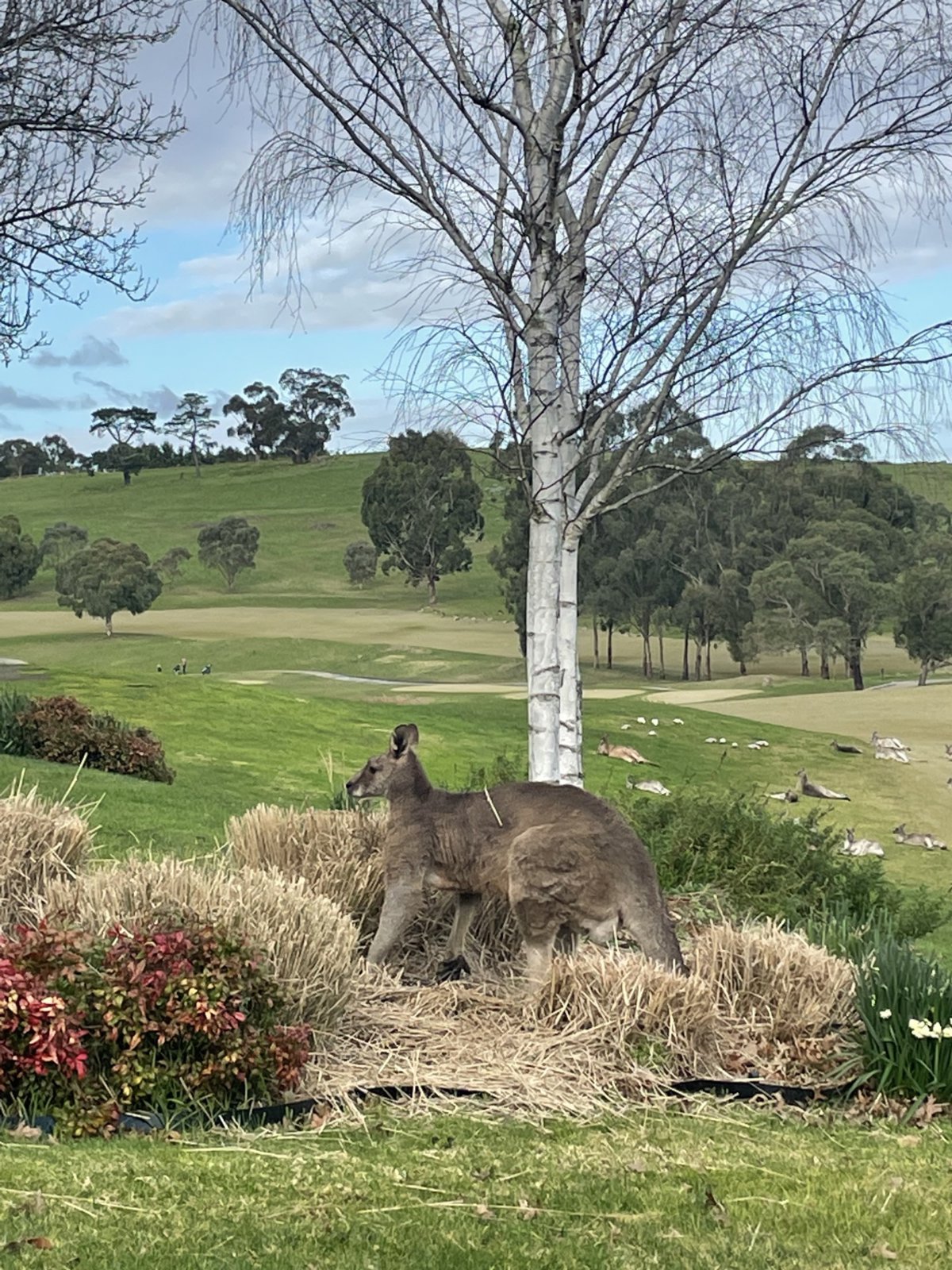 Discovering Melbourne with Lunch