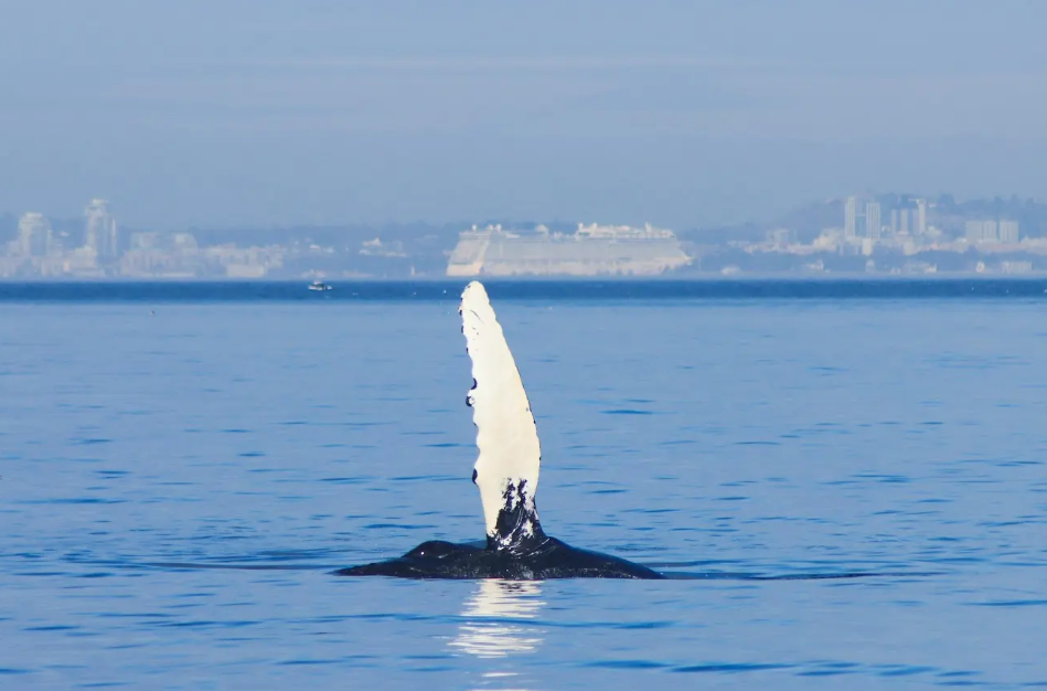 Orca Whale Search by Zodiac
