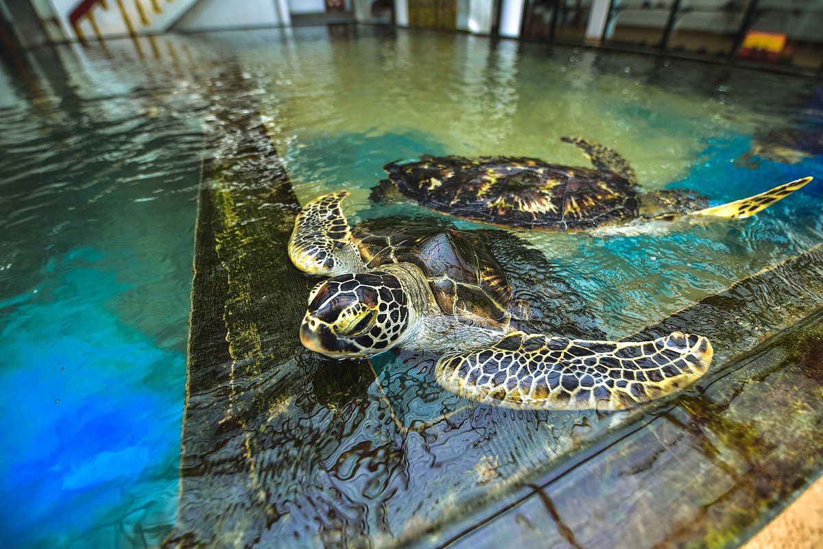 Private Tour Coastal Chronicles: Capturing Sri Lankas Heritage and Nature Plus Lunch