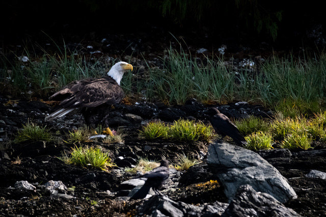 Lighthouse, Totems and Eagles