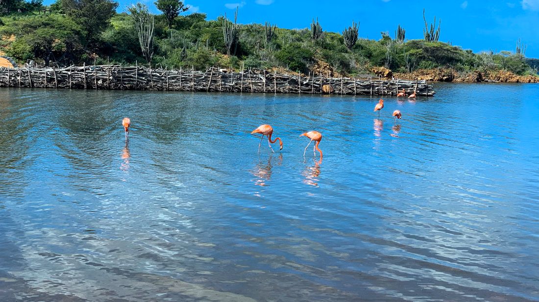 Northern Bonaire Nature Tour