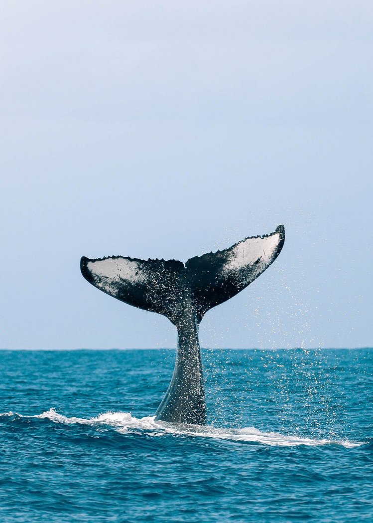 Hilos Hamakua Coast Seasonal Whale Watching