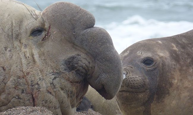 Private Patagonian Peninsula – Full Day Wildlife Adventure
