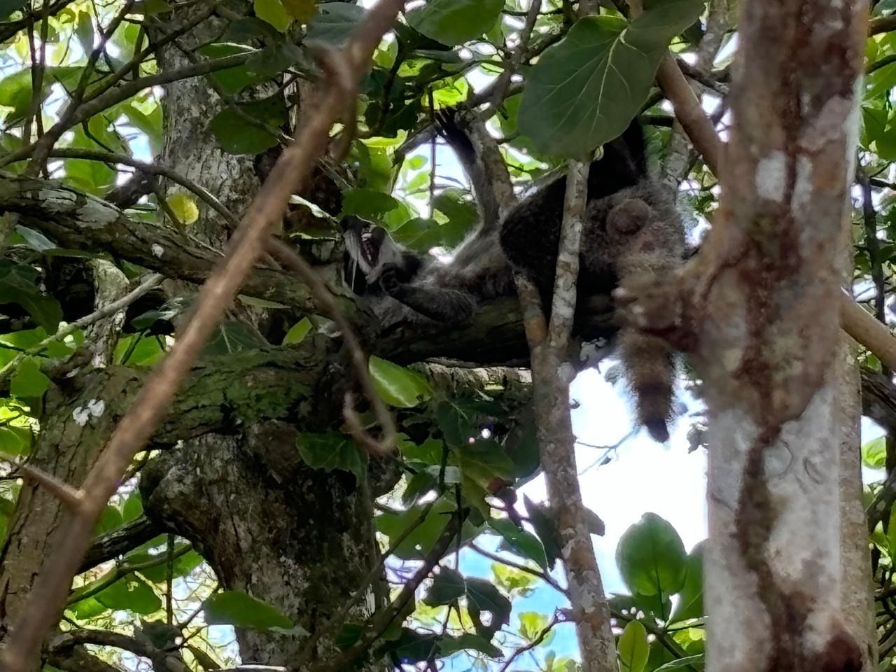 Jungle to Shore: Jaguar Rescue and Punta Uva Escape Combo