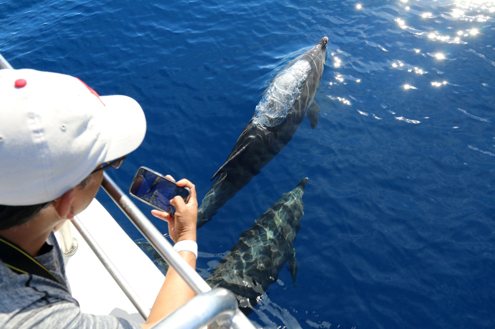 Atlantic Catamaran Tour: Whale and Dolphin Viewing 