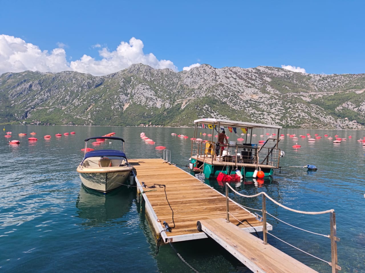 Kotor Bay Speedboat Adventure and Mussel Tasting Experience